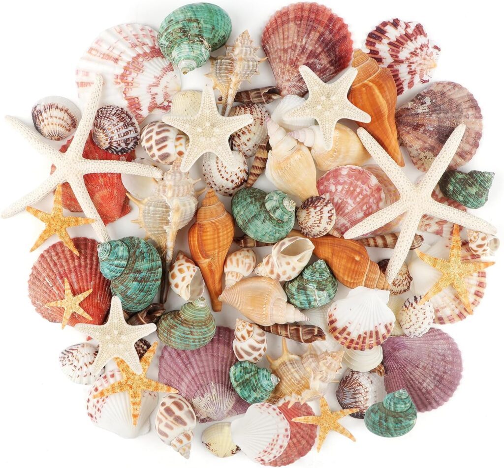 Muscheln Deko